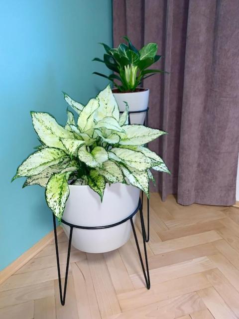 Apartman Snyt Primka Olomouc Buitenkant foto
